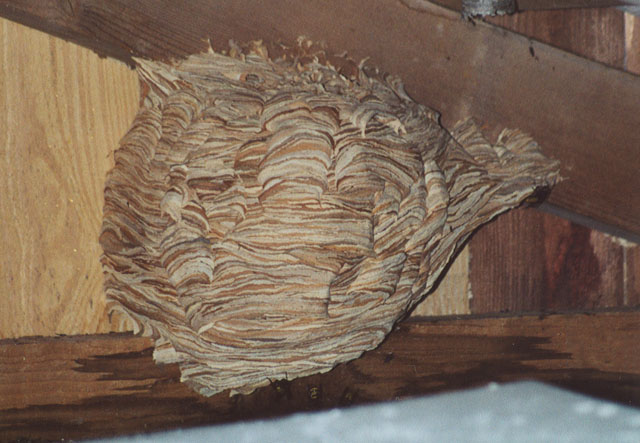 hornissennest 1 1989