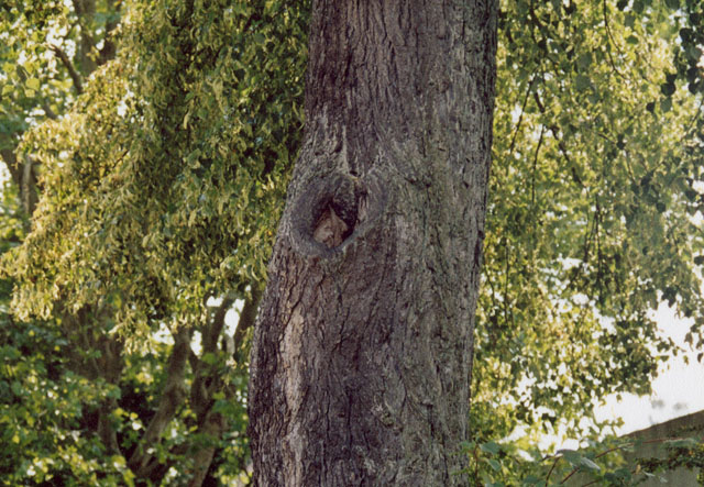 Hornissennest im Estrich