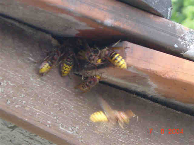 Hornissennest in Zwischendach