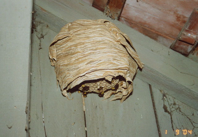 Hornissennest in Rebhuschen