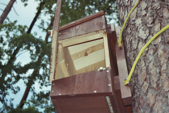 Hornissennest in Hornissenkasten 42