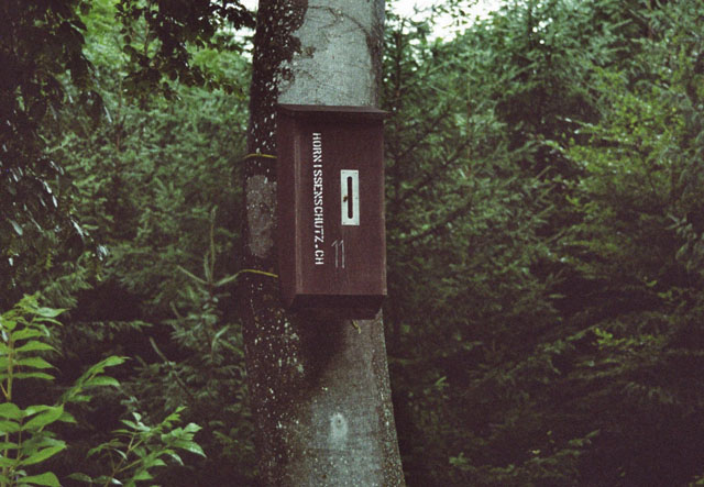 Hornissennest in Hornissenkasten 11 und Baumhhle