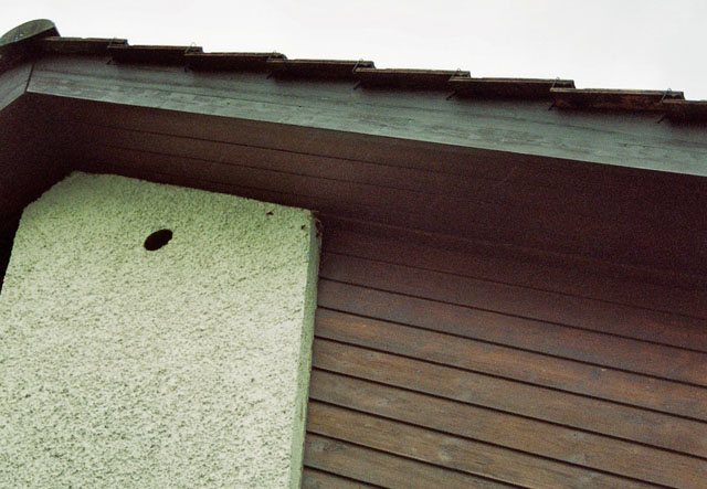 Hornissennest in Wandzwischenraum