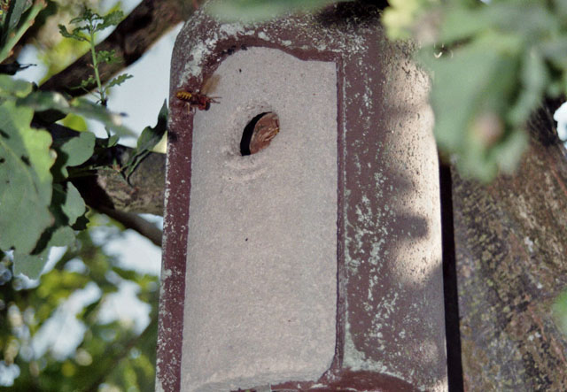Hornissennestgrndung in Vogelnistkasten