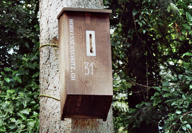Hornissennest in Hornissenkasten 31