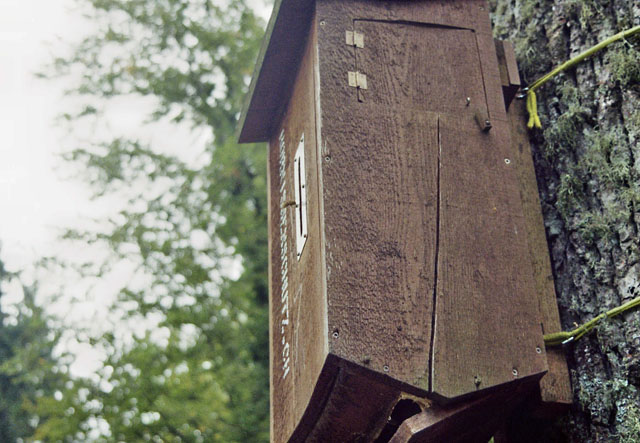Hornissennest in Hornissenkasten 7