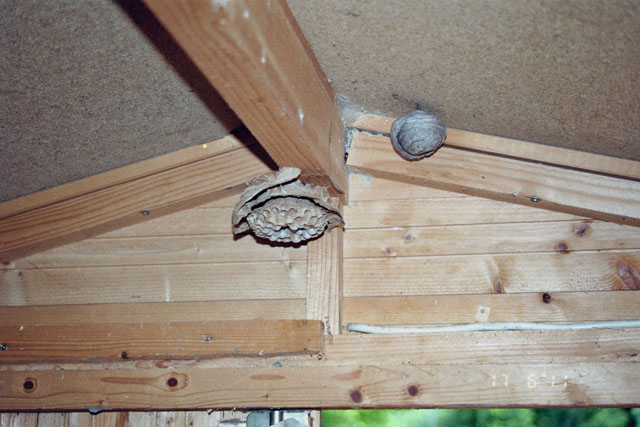 Hornissennest aus Gartenhuschen - verlassen