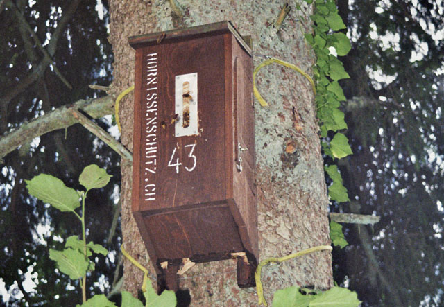 Hornissennest in Hornissenkasten 43