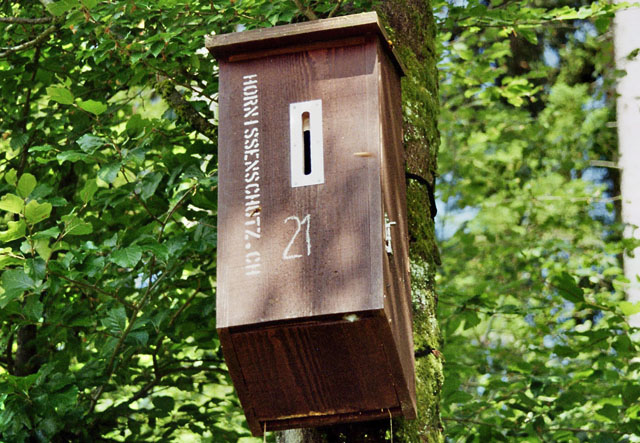 Hornissennest in Hornissenkasten 21