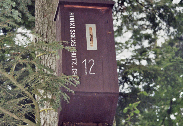 Hornissennest in Hornissenkasten 12