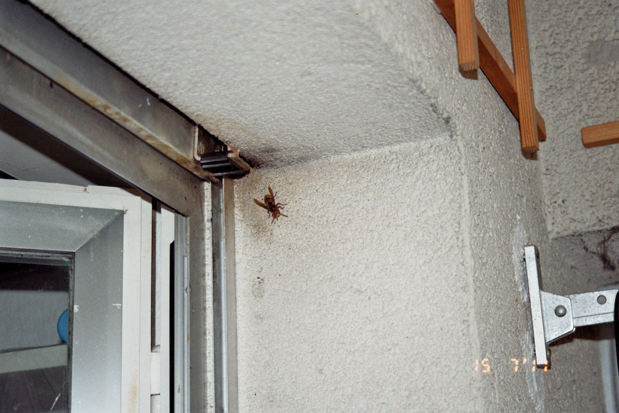 Hornissenumzug Vom 15 07 11