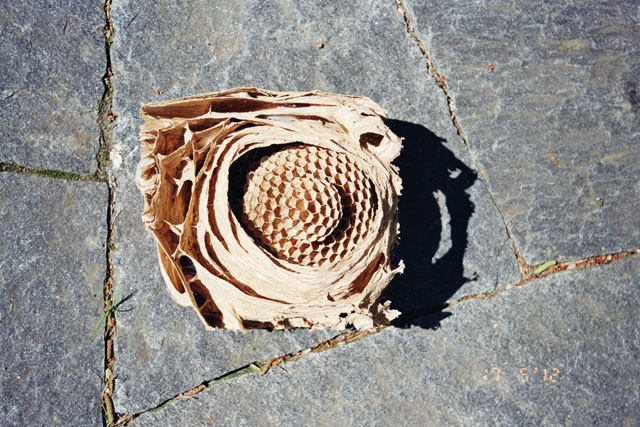 Hornissennest aus Hornissenkasten 38