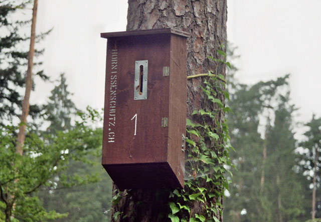 Hornissennest in Hornissenkasten 1