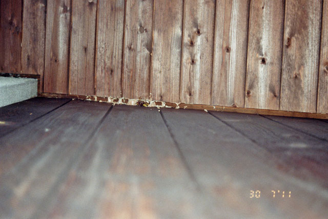 Hornissennest in Dachuntersicht