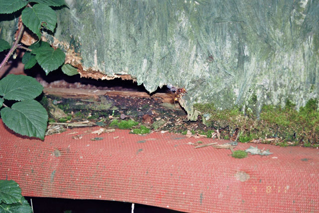 Hornissennest in Jagdansitzkanzel