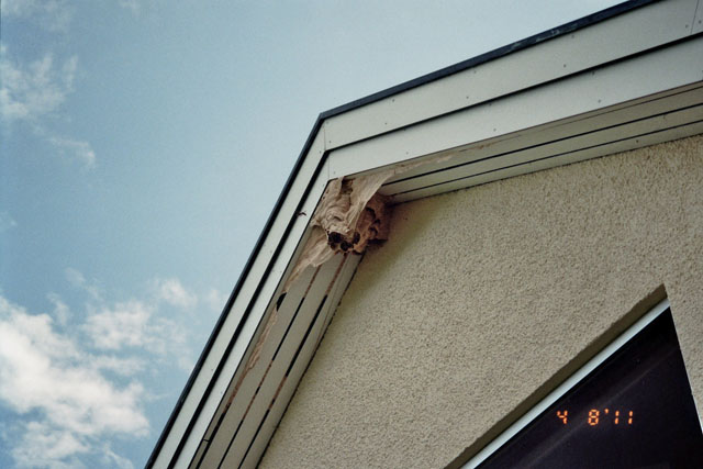 Hornissennest in Dachuntersicht