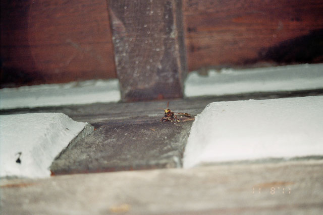 Hornissennest in Deckenhohlraum