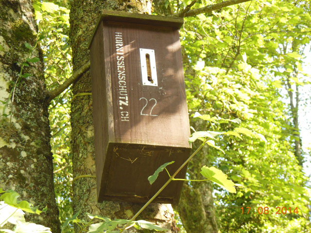 Hornissennest in Hornissenkasten 22