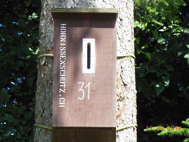 Hornissennest in Hornissenkasten 31