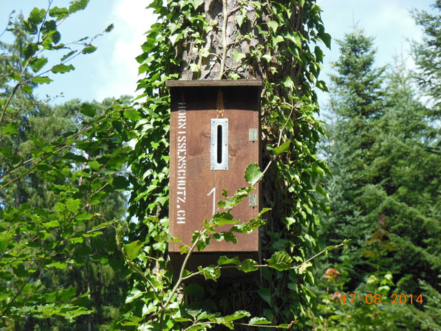 Hornissennest in Hornissenkasten 1