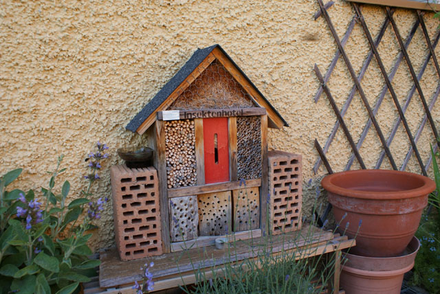 Hornissennestgründung in Insektenhotel