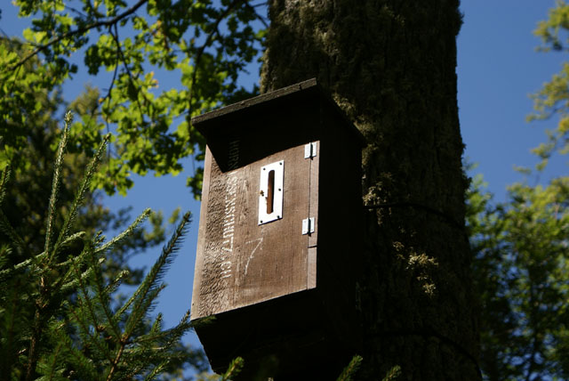 Hornissennest in Hornissenkasten 7