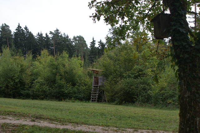 Hornissennest in Vogelnistkasten und Hochsitz