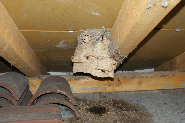 Hornissennest in Garagenestrich