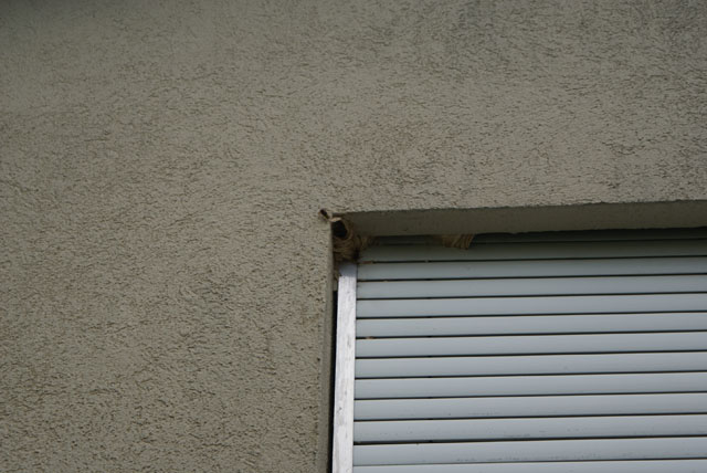 Hornissennest in Rollladenkasten