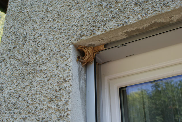 Hornissennest in Faltrollladennische