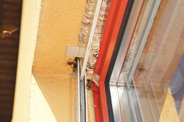 Hornissennest in Rollladenkasten