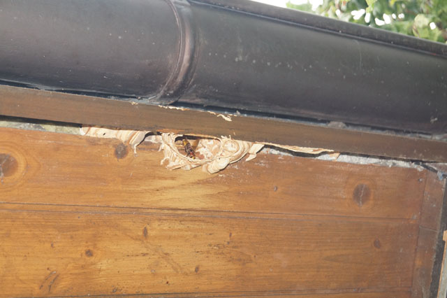 Hornissennest in Dachuntersicht