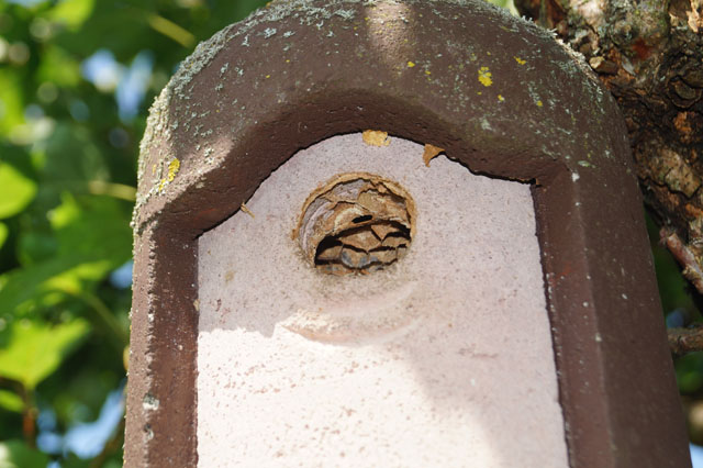 Hornissennest in Vogelnistkasten