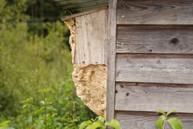 Hornissennest in Vogelnistkasten