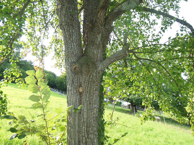 Hornissennest in Birnbaumhhle