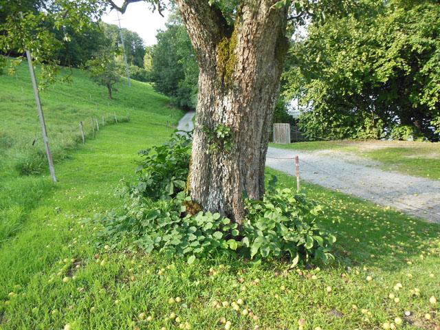 Hornissennest in Birnbaumhhle