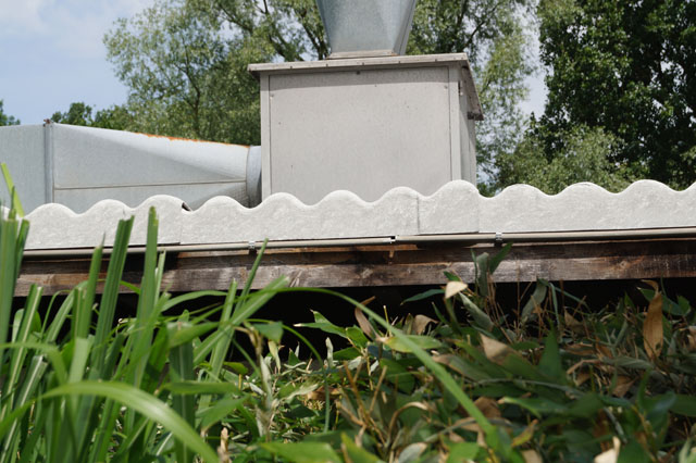 Hornisse im Zwischendach