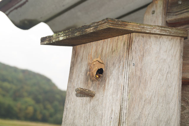 Hornissennest in Vogelnistkasten