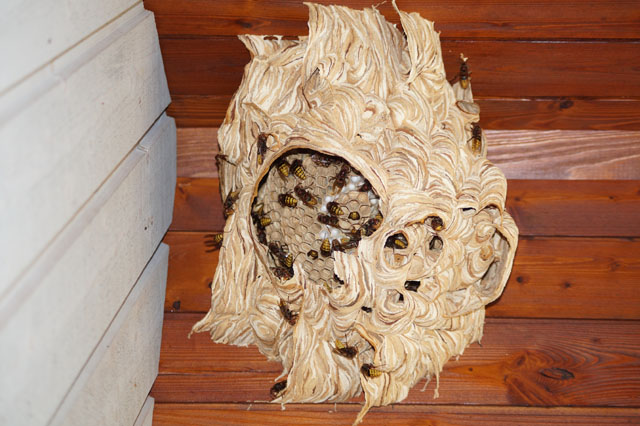 Hornissennest an Dachuntersicht