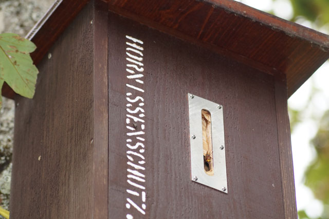 Hornissennest in Hornissenkasten 16