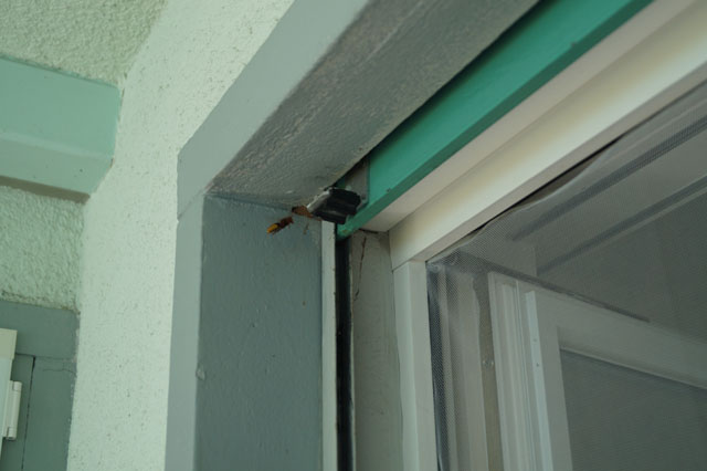 Hornissennest in Rollladenkasten