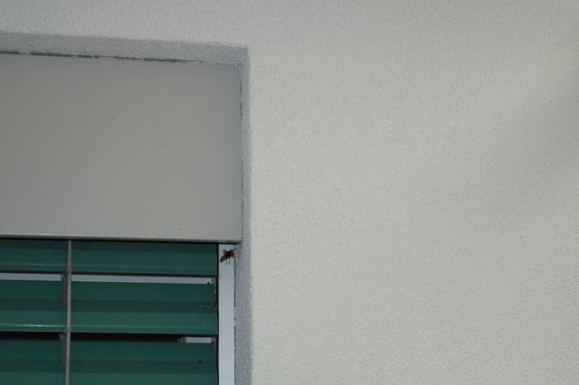 Hornissennest in Storennische