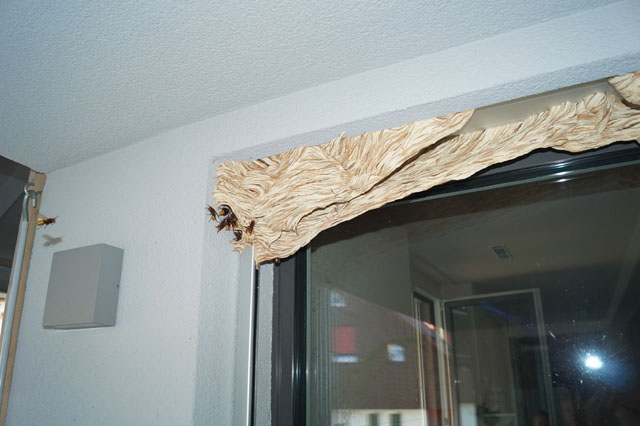 Hornissennest in Storennische