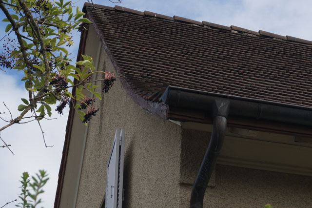 Hornissennest in Dachuntersicht
