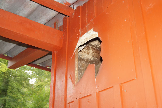 Hornissennest in Waldhtte