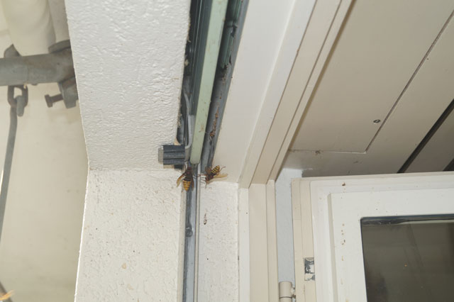 Hornissennest im Rollladenkasten