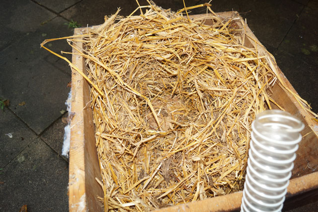 Hornissennest aus Igelschlafkiste umgesiedelt