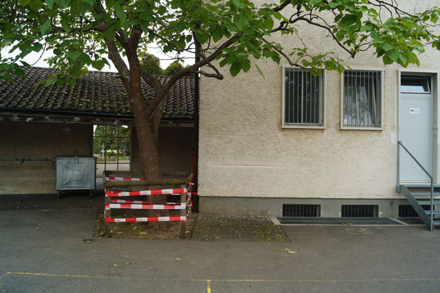 Hornissennest in Baumhhle