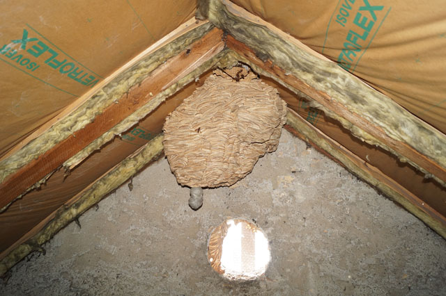 Hornissennest in Dachstock