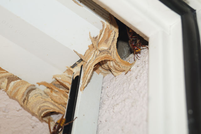 Hornissennest in Storennische